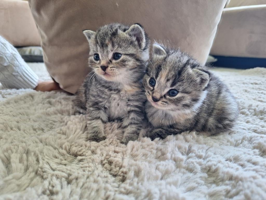 Kittens van kruising Boskat en Europese korthaar, Meerdere dieren