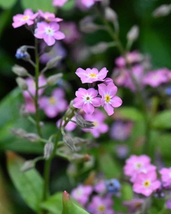 Vergeet-me-nietjes roze, Tuin en Terras, Ophalen, Overige soorten, Volle zon