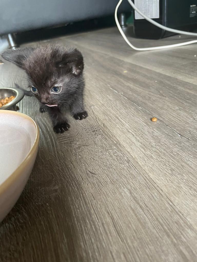 Kittens, Dieren en Toebehoren, Meerdere dieren