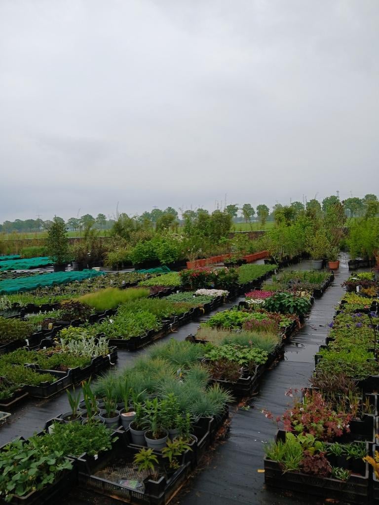 vaste planten voor elke tuin, scherpe prijzen, Tuin en Terras, Planten | Tuinplanten, Ophalen of Verzenden, Vaste plant, Overige soorten