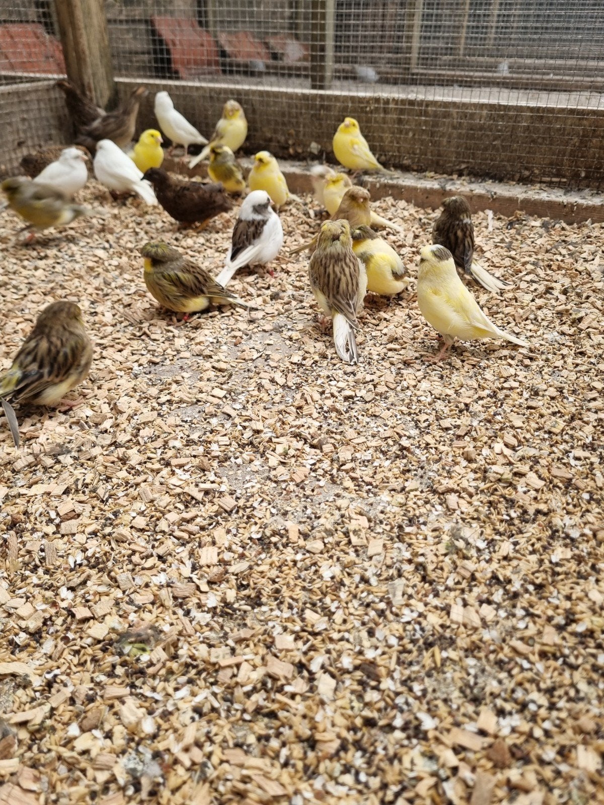 Gloster kanaries, Meerdere dieren, Kleurkanarie