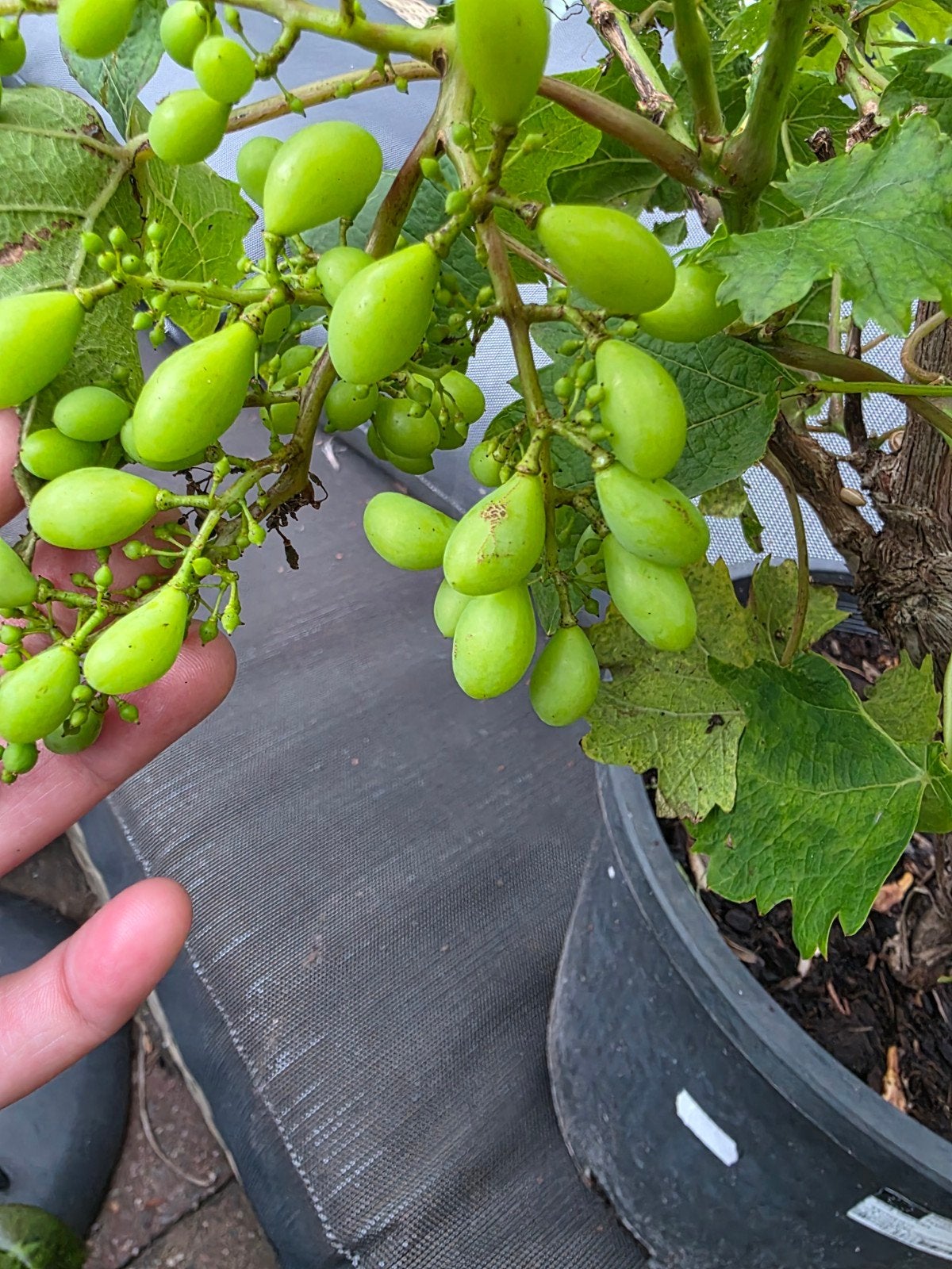 Vitis Vinifera (Moscatel de Alejandría) - 10L pot, Ophalen, Overige soorten, Volle zon