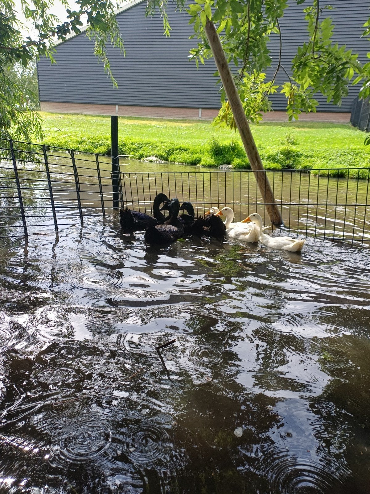 1 cayuga woerd 1 loopeend woerd, Dieren en Toebehoren, Ophalen, Nieuw, Overige typen