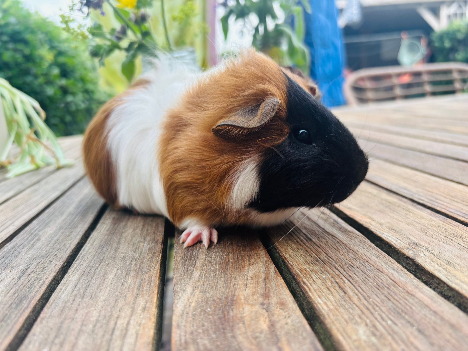 Cavia jongen, prachtige 3 kleur, kruising peruvian, Cavia, April, Mannelijk, Tam