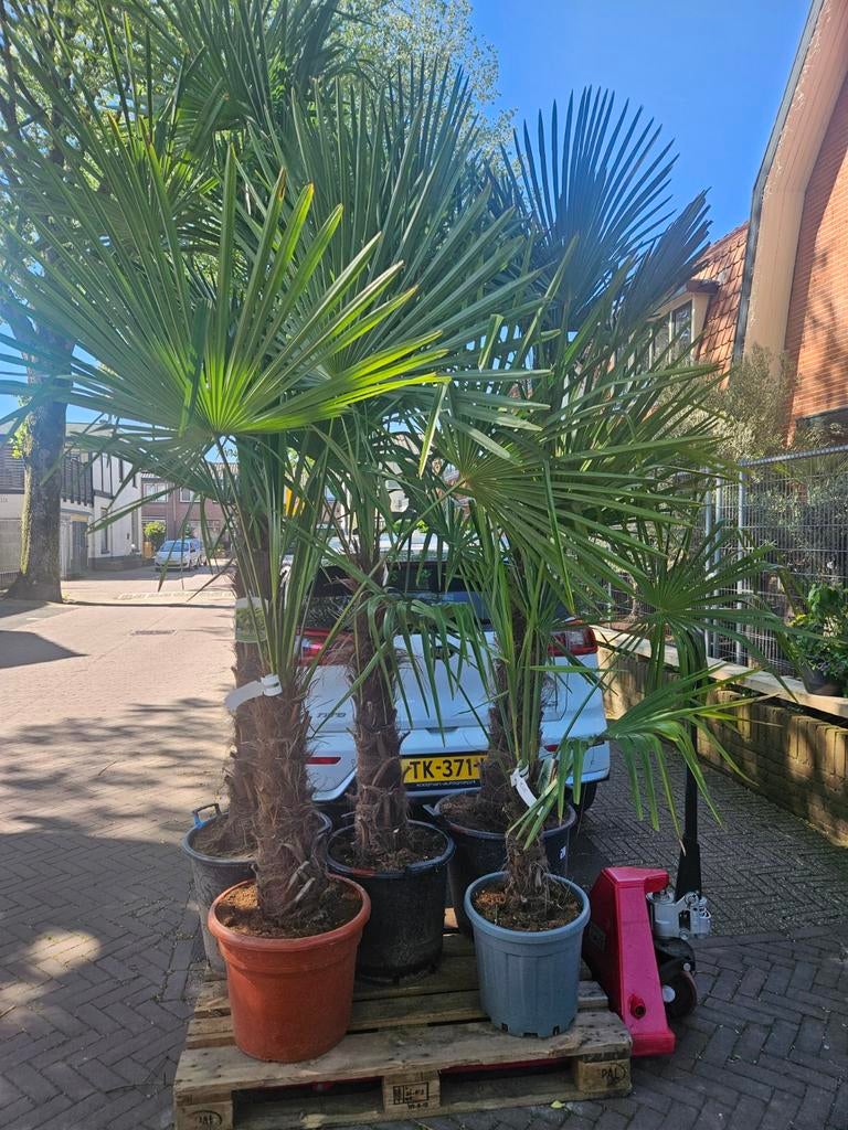 Winterharde palmbomen - Trachycarpus fortunei 5 maten, Tuin en Terras, Planten | Bomen, Volle zon, Ophalen of Verzenden, 100 tot 250 cm