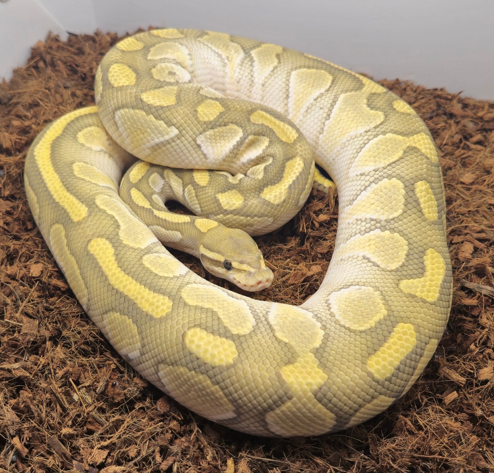 0.1 Butter Hypo/Ghost het. Clown, Slang, 0 tot 2 jaar