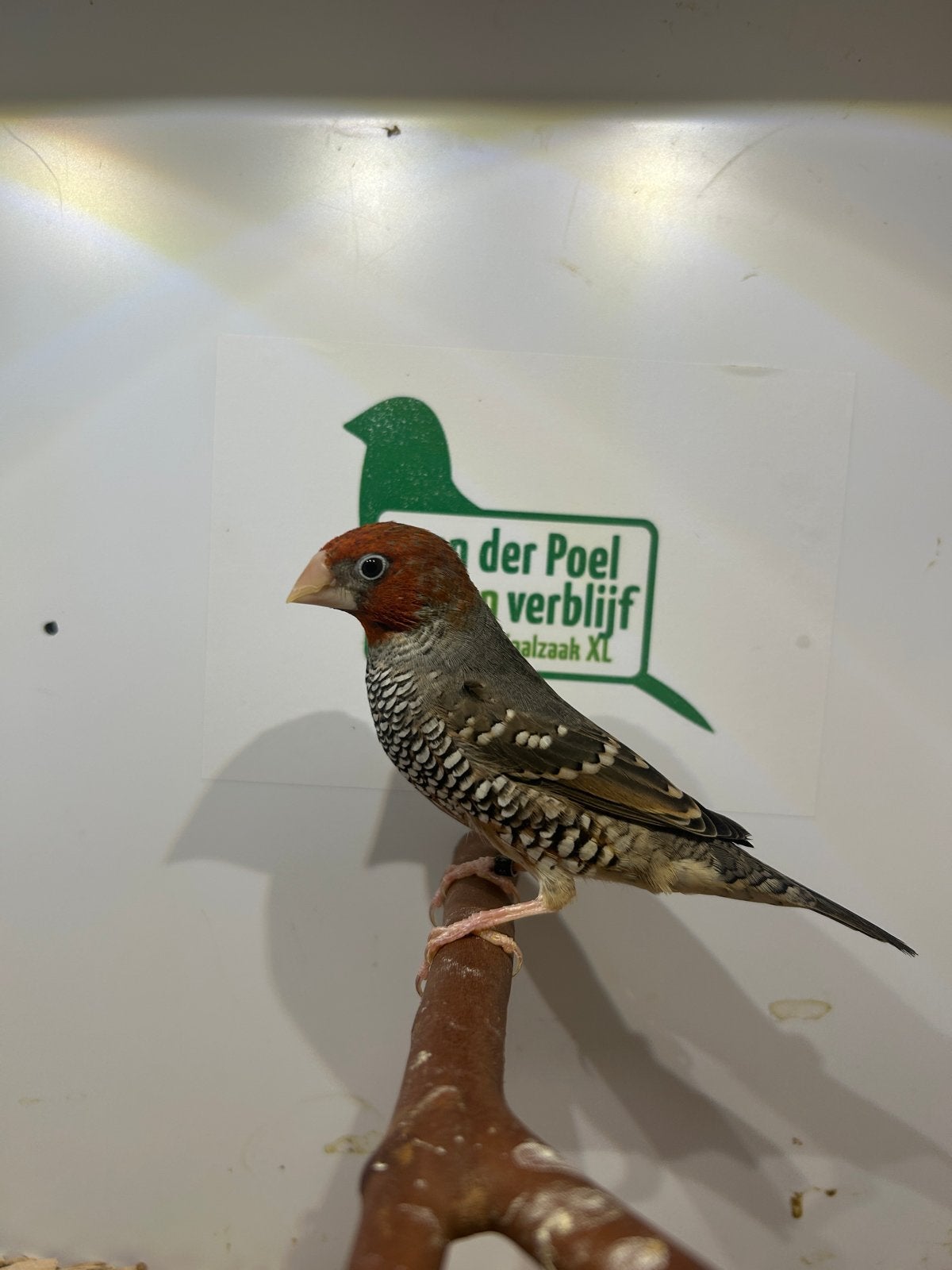 1-0 roodkop amadine, Dieren en Toebehoren, Mannelijk, Tropenvogel