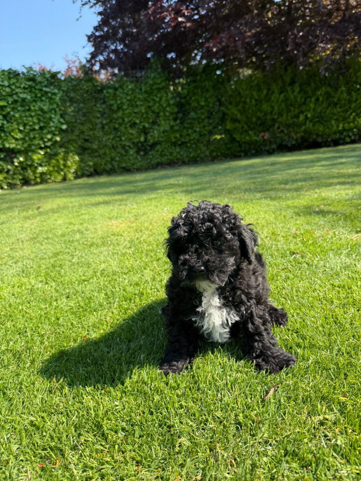 Maltipoo (Maltezer x Poedel) pups, Dieren en Toebehoren, Poedel, Parvo, Nederland, 8 tot 15 weken