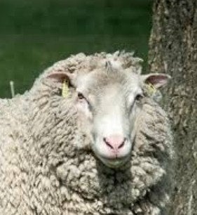 Gezocht: jonge Flevolander dekram, Mannelijk, Schaap, 0 tot 2 jaar