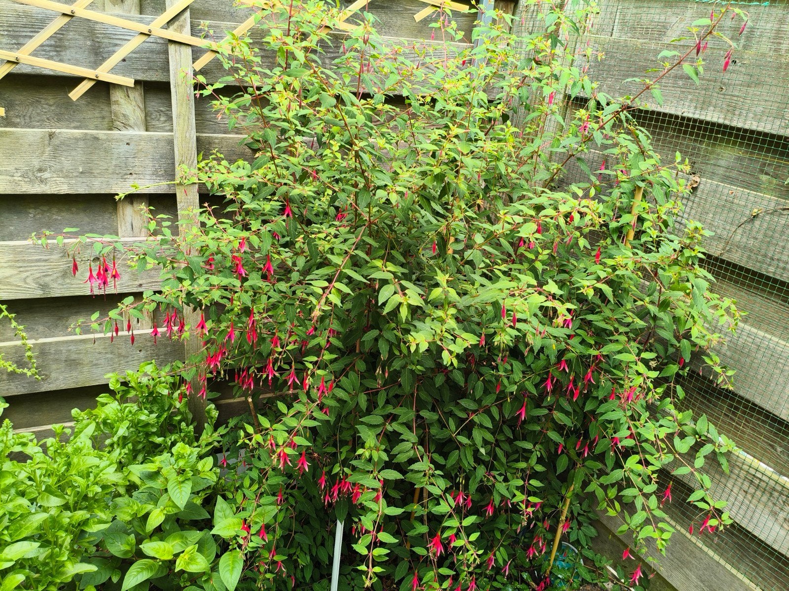 Fuchsia planten, Volle zon, Vaste plant, Zomer, Ophalen