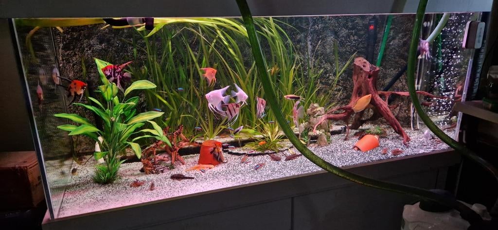 Aquarium compleet, Ophalen of Verzenden, Zo goed als nieuw, Gevuld zoetwateraquarium