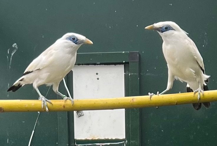 Balispreeuw bali spreeuw pop, Dieren en Toebehoren, Vogels | Overige Vogels, Vrouwelijk, Tropenvogel, Geringd