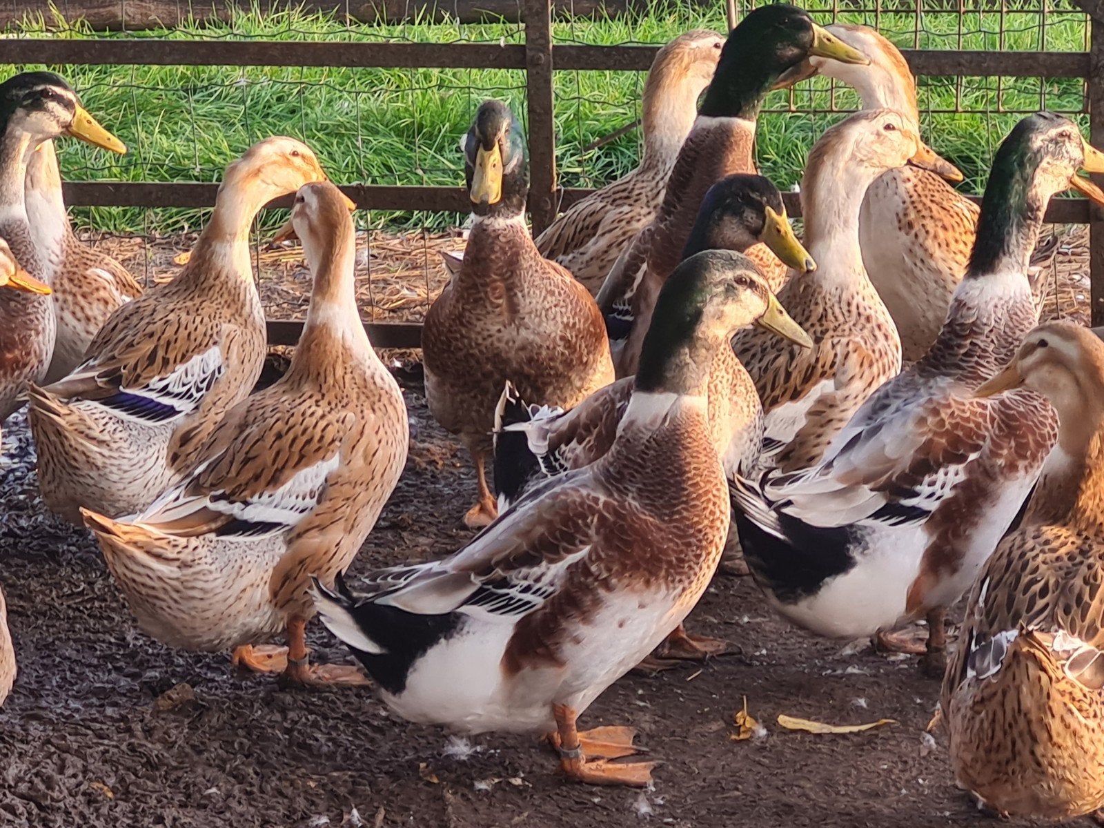 silver appleyard eend, Dieren en Toebehoren