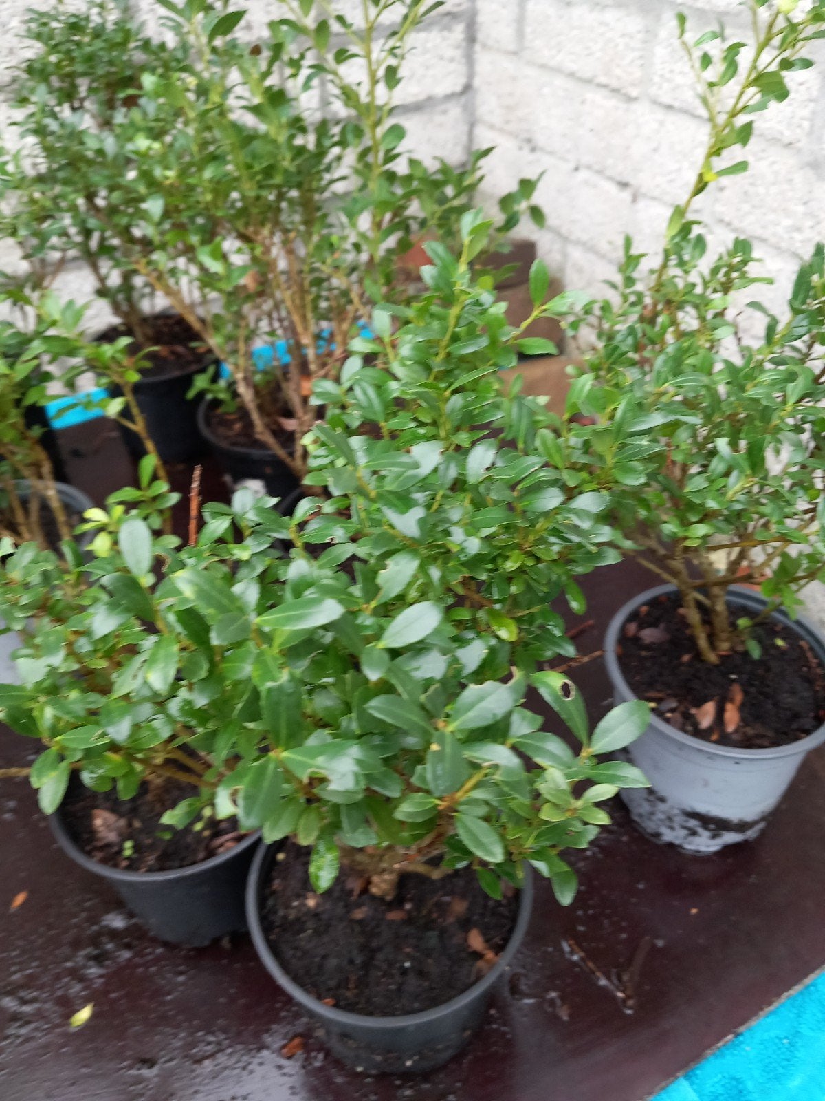Ilex CIlex Crenata is vervanger van de Buxus.renata, Tuin en Terras, Volle zon, Vaste plant, Bloeit niet, Ophalen