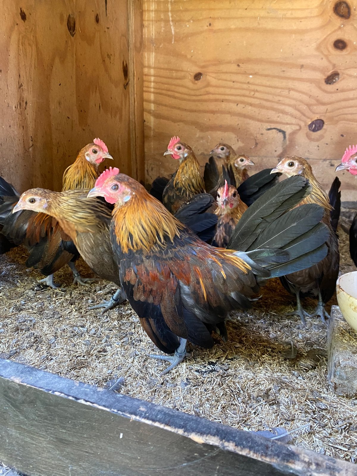 Hollandse kriel hanen, Dieren en Toebehoren, Pluimvee, Mannelijk, Kip