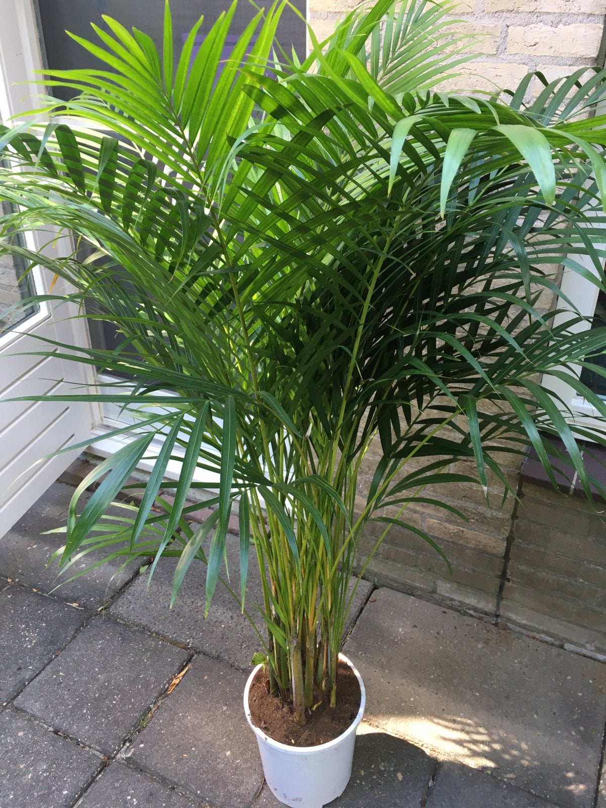 Areca Palm. goud Palm. Vers van de veiling, Ophalen, 100 tot 150 cm, Palm, Halfschaduw