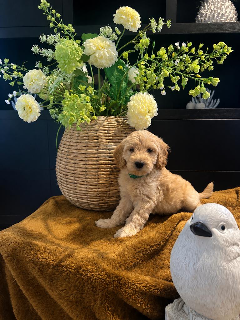 Prachtig Australian Labradoodle Teefje., 8 tot 15 weken, Teef, Parvo, Meerdere