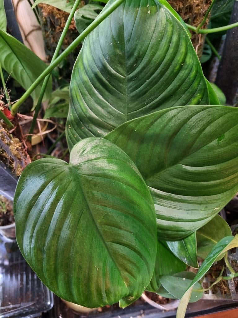 philodendron tenue stek, Huis en Inrichting, Kamerplanten, Ophalen of Verzenden, Halfschaduw, Minder dan 100 cm