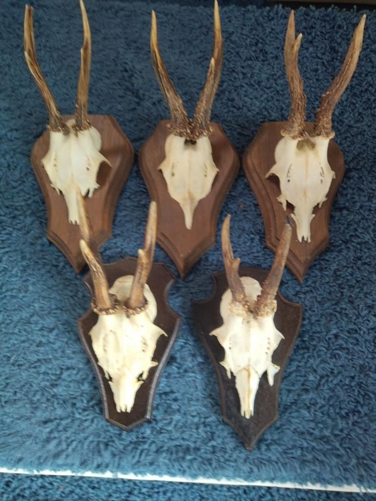 Reewild geweitjes., Ophalen of Verzenden, Beeldje of Figuurtje