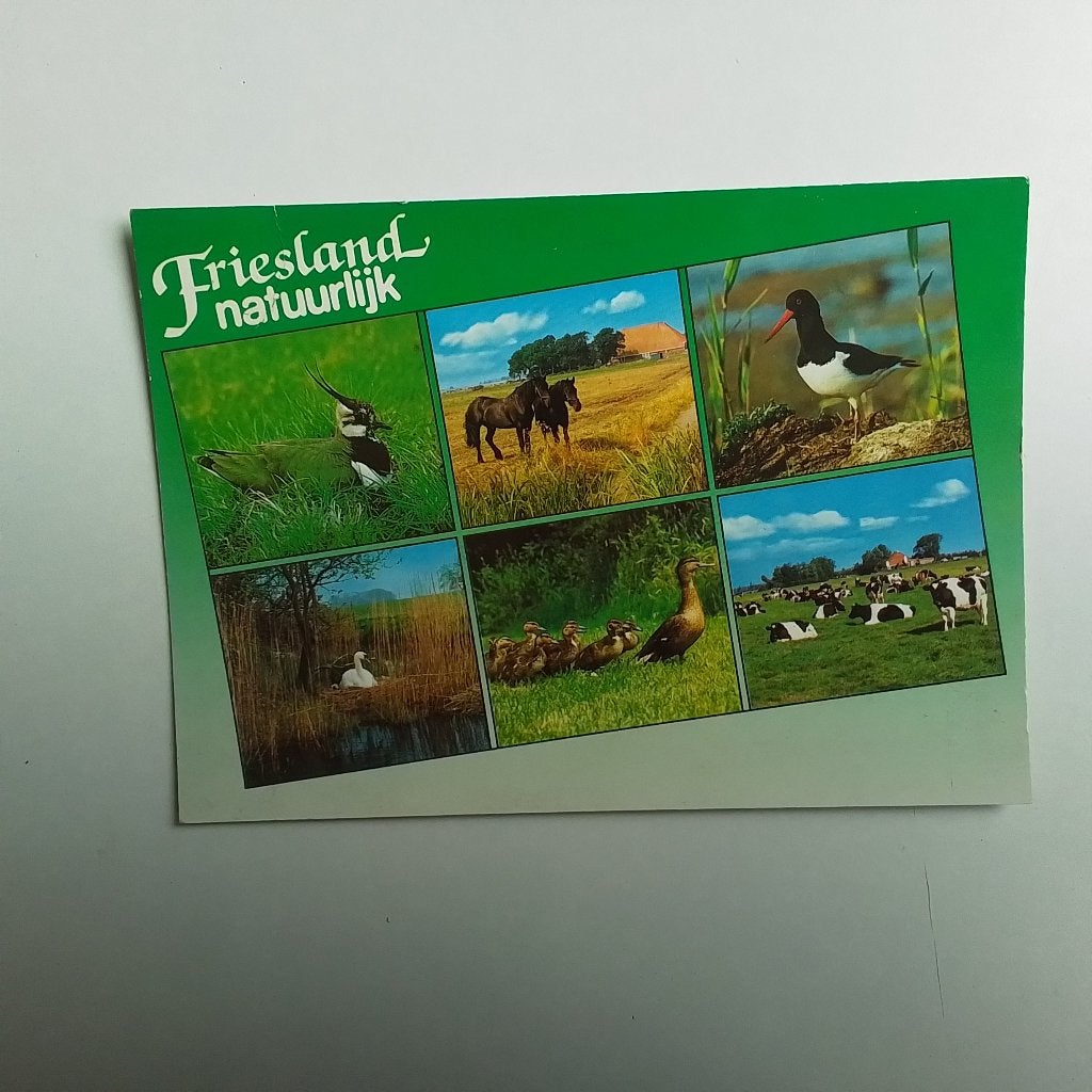 Natuurlik Friesland, Ophalen of Verzenden, Ongelopen, Wild dier