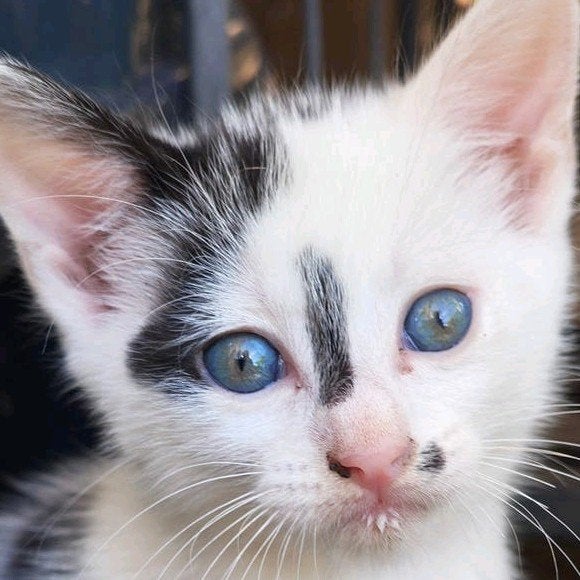 Schattige kitten, Dieren en Toebehoren, Meerdere dieren, Kortharig, 0 tot 2 jaar