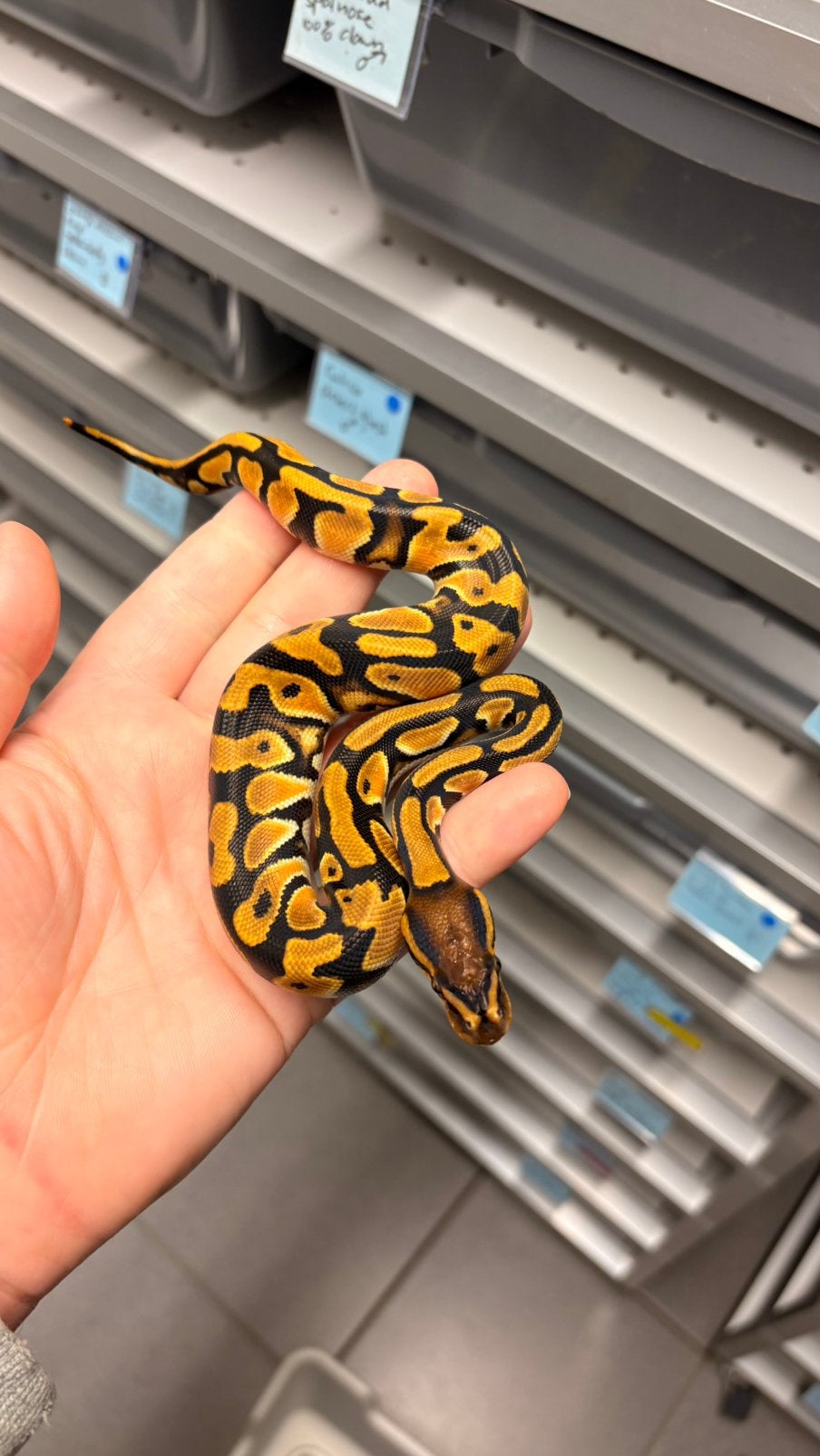 Ball python orange dream 100% het clown Ball Python photo 2