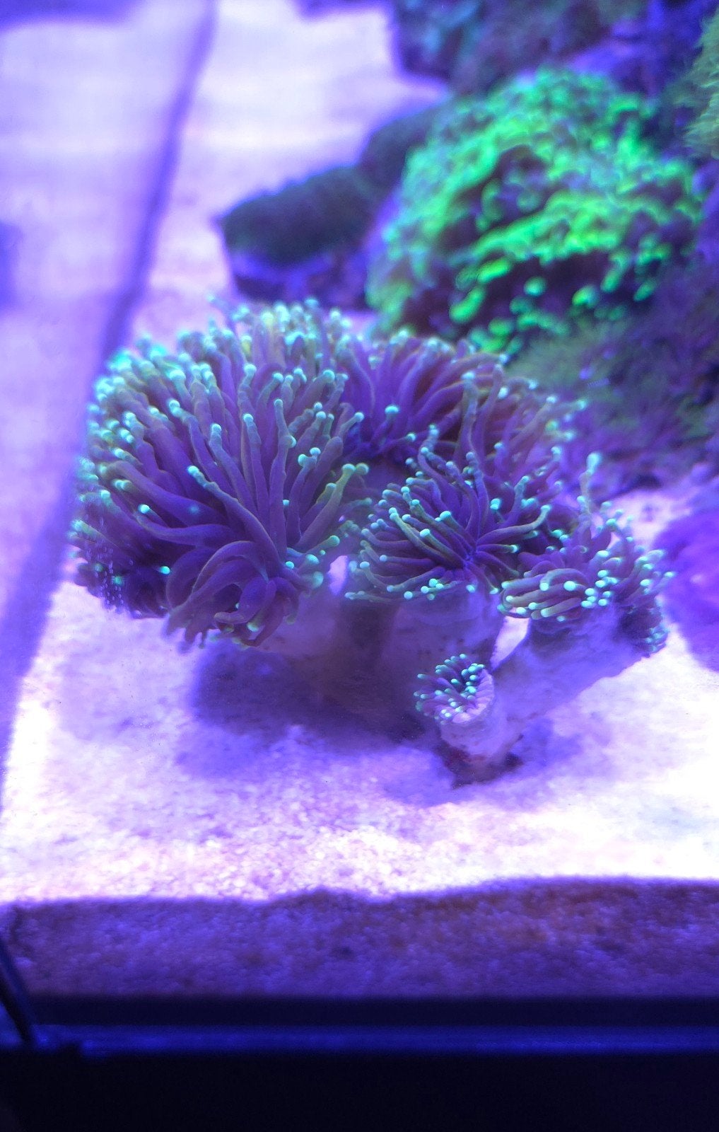 Euphyllia Green Tip Torch - 7/8 koppen, Dieren en Toebehoren, Vis