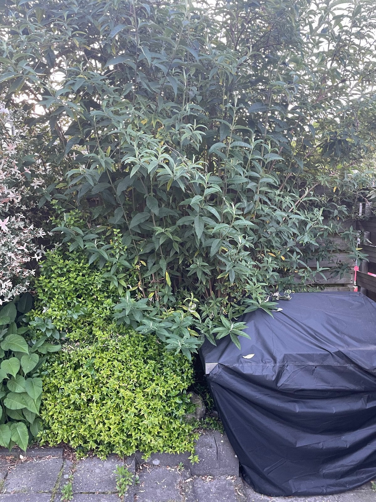 Grote Vlinderstruik (Buddleja davidii) - trekt vlinders aan, Volle zon, Vaste plant, Zomer, Ophalen