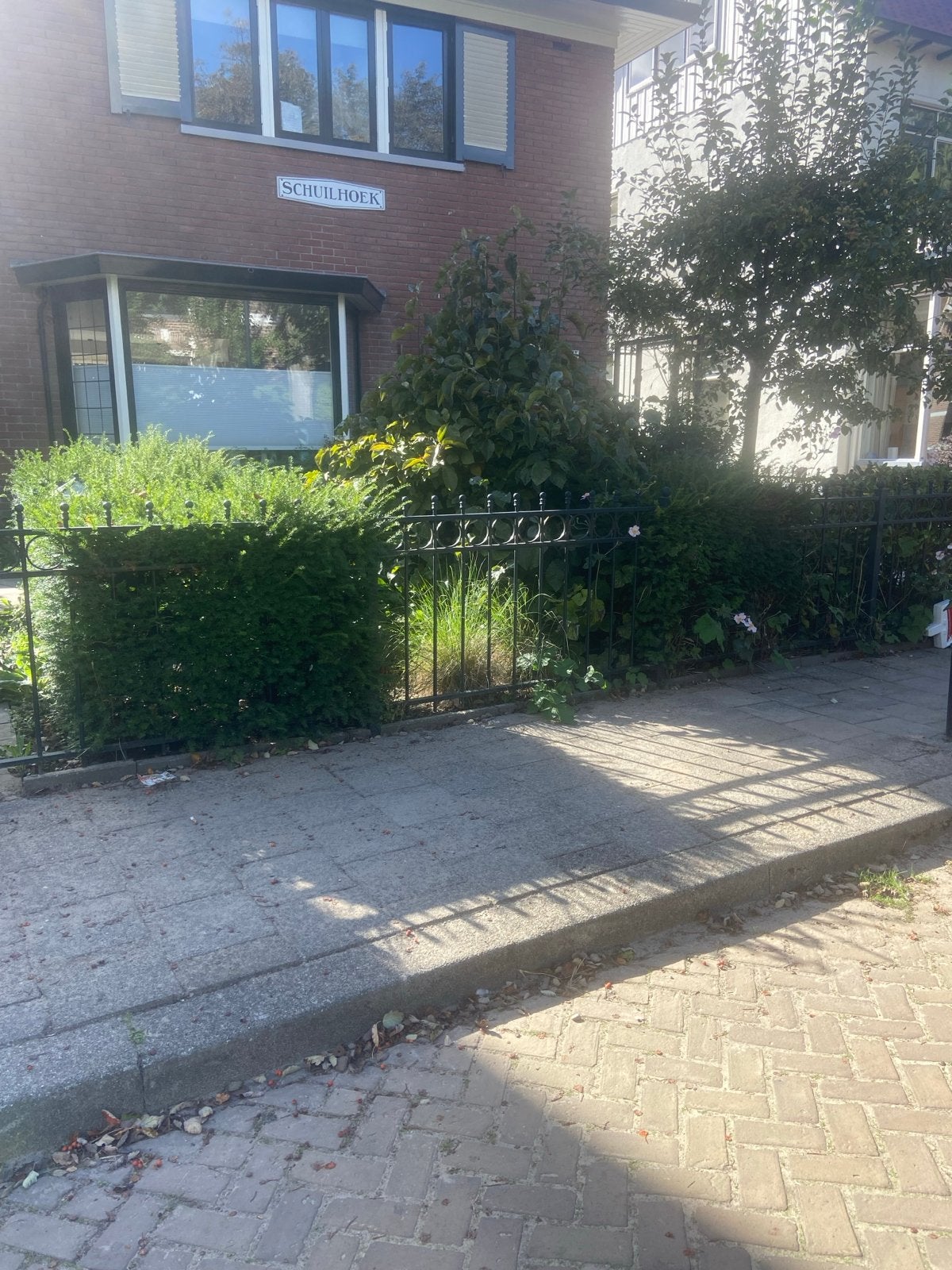 Taxus Haagplanten -, Ophalen, Taxus, Haag, Minder dan 100 cm