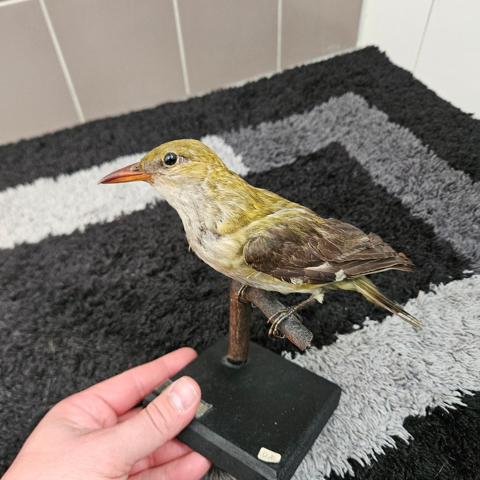 Opgezette Wielewaal opgezet taxidermie taxidermy preparaat, Verzamelen, Ophalen of Verzenden, Gebruikt, Vogel, Opgezet dier