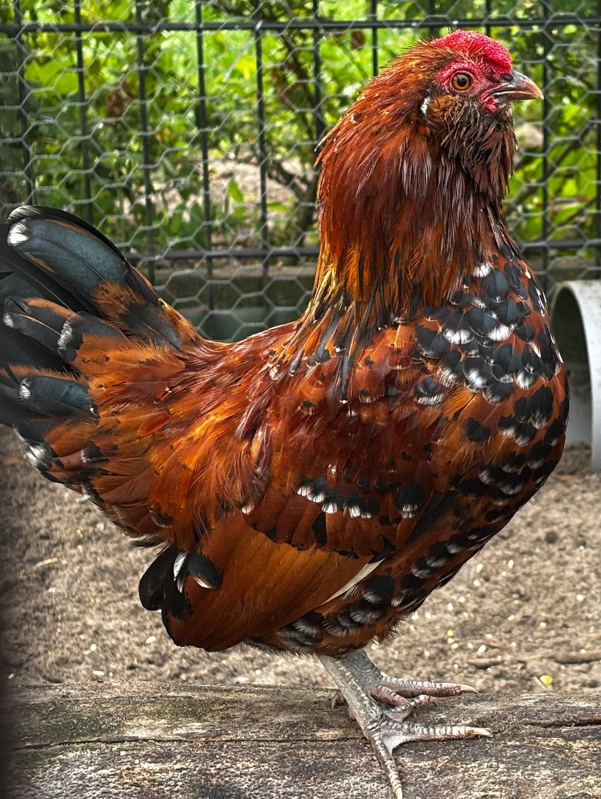 Gratis Verschillende rassen en kleuren kriel haantjes, Dieren en Toebehoren, Pluimvee, Mannelijk, Kip