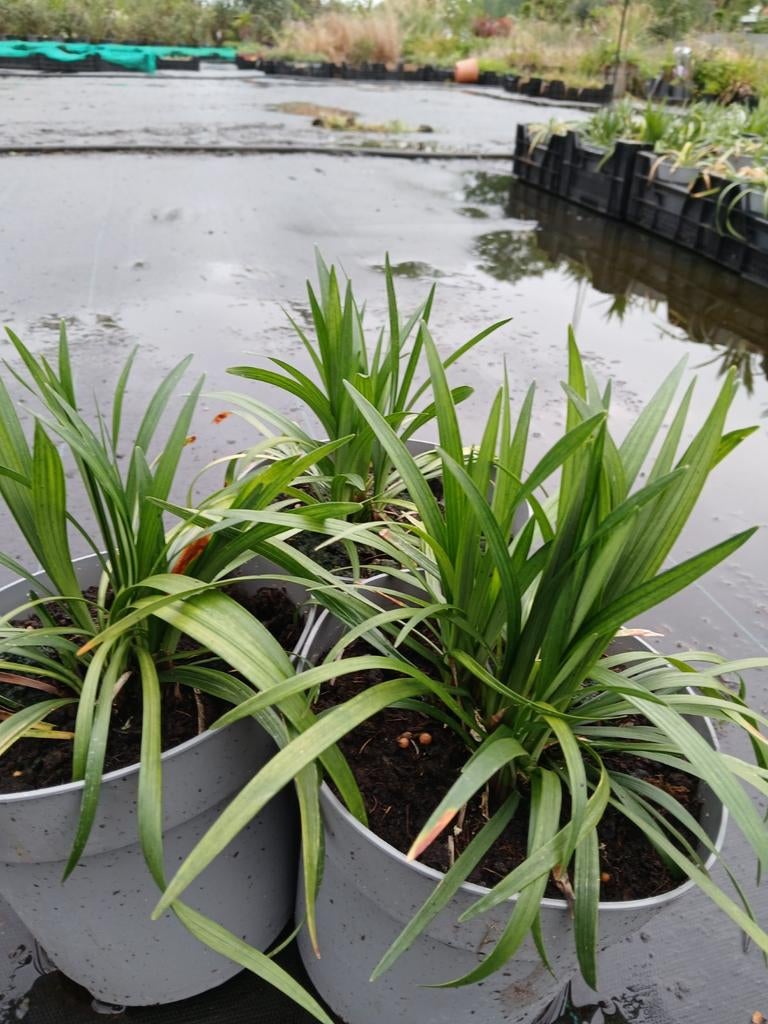 Liriope Muscari 'Big Blue' in 2 liter potten, Tuin en Terras, Planten | Tuinplanten, Ophalen, Bodembedekkers, Vaste plant, Halfschaduw