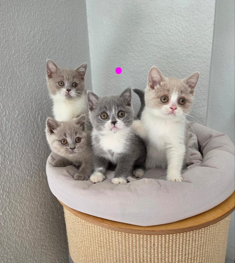 Britse korthaar kittens met stamboom lilac blue golden tabby, Dieren en Toebehoren, Katten en Kittens | Raskatten | Korthaar, Meerdere dieren