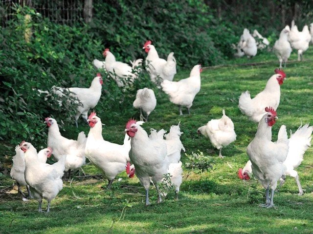 Kuikens van verschillende rassen, Dieren en Toebehoren, Pluimvee, Meerdere dieren, Kip