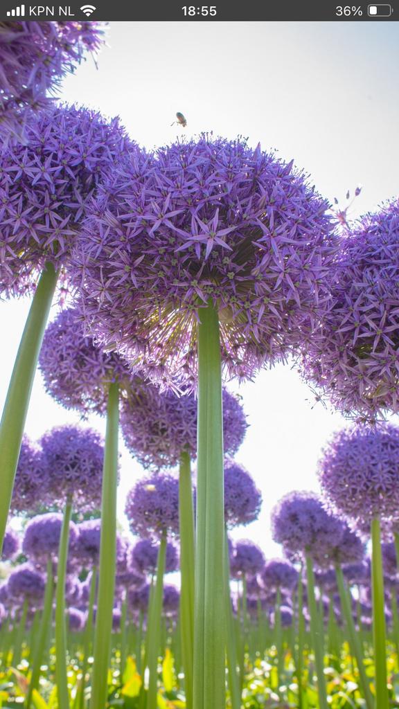 Allium globemaster planten in pot, Ophalen of Verzenden, Volle zon