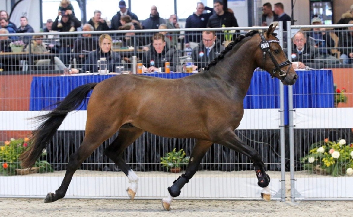 Superknappe getalenteerde 5 jarige D-pony ruin, Dieren en Toebehoren, Ruin, Dressuurpony, 3 tot 6 jaar, D pony (1.37m tot 1.48m)