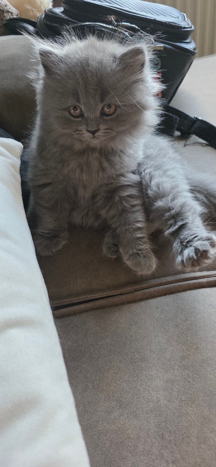 British Shorthair Blue, Kater, Kortharig, 0 tot 2 jaar