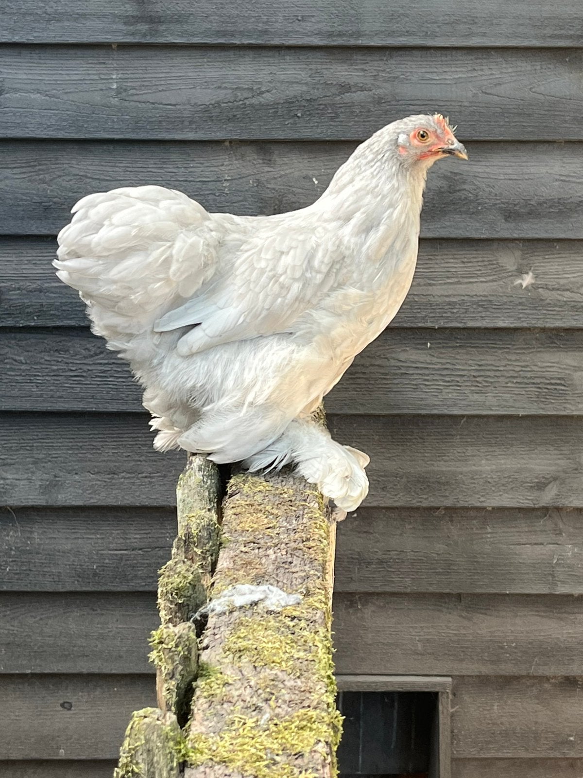 Cochinkriel HENNETJES! Geënt!, Vrouwelijk, Kip