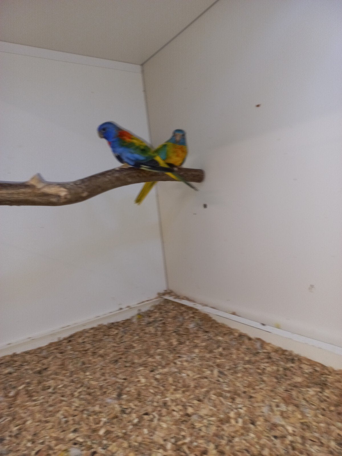 Splendid koppel te koop, Dieren en Toebehoren, Vogels | Parkieten en Papegaaien, Meerdere dieren, Parkiet
