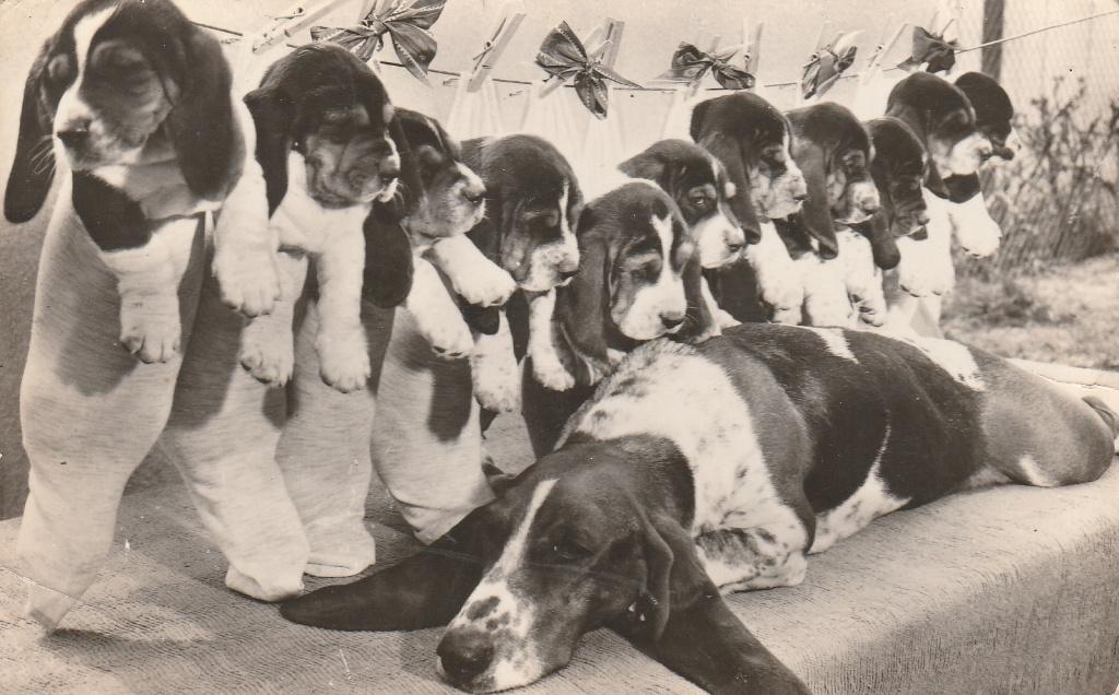 Hondekaartje, Verzamelen, Ophalen of Verzenden, 1940 tot 1960, Gelopen, Hond of Kat