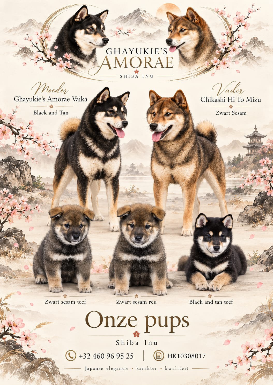 Shiba inu pups - stamboom - 10 weken, Dieren en Toebehoren, CDV (hondenziekte), België, Fokker | Hobbymatig, Overige rassen