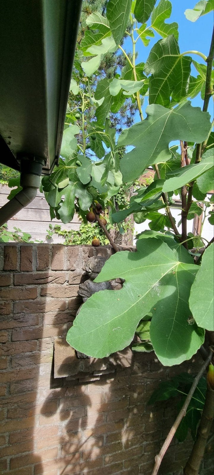 Vijg boom, Ophalen, 100 tot 250 cm, Vijgenboom