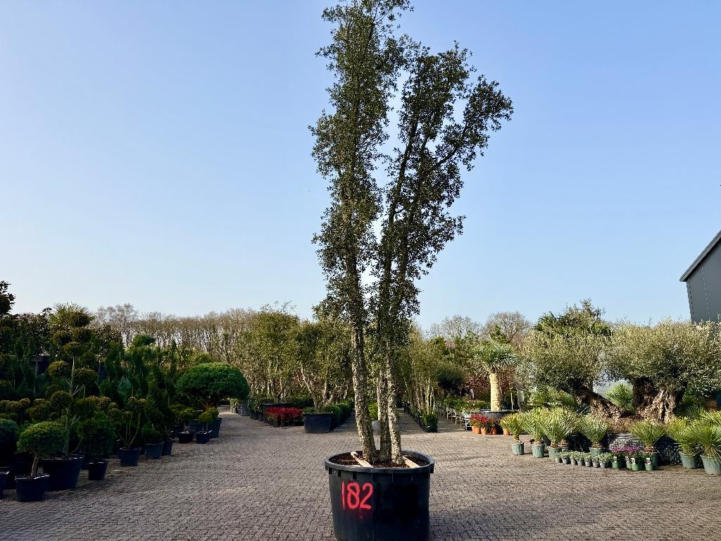 Mega kurkeik met 4 stammen 30/40+ 30/40+40/50+/40/50 nr 182, Overige soorten, Zomer, 400 cm of meer, Ophalen