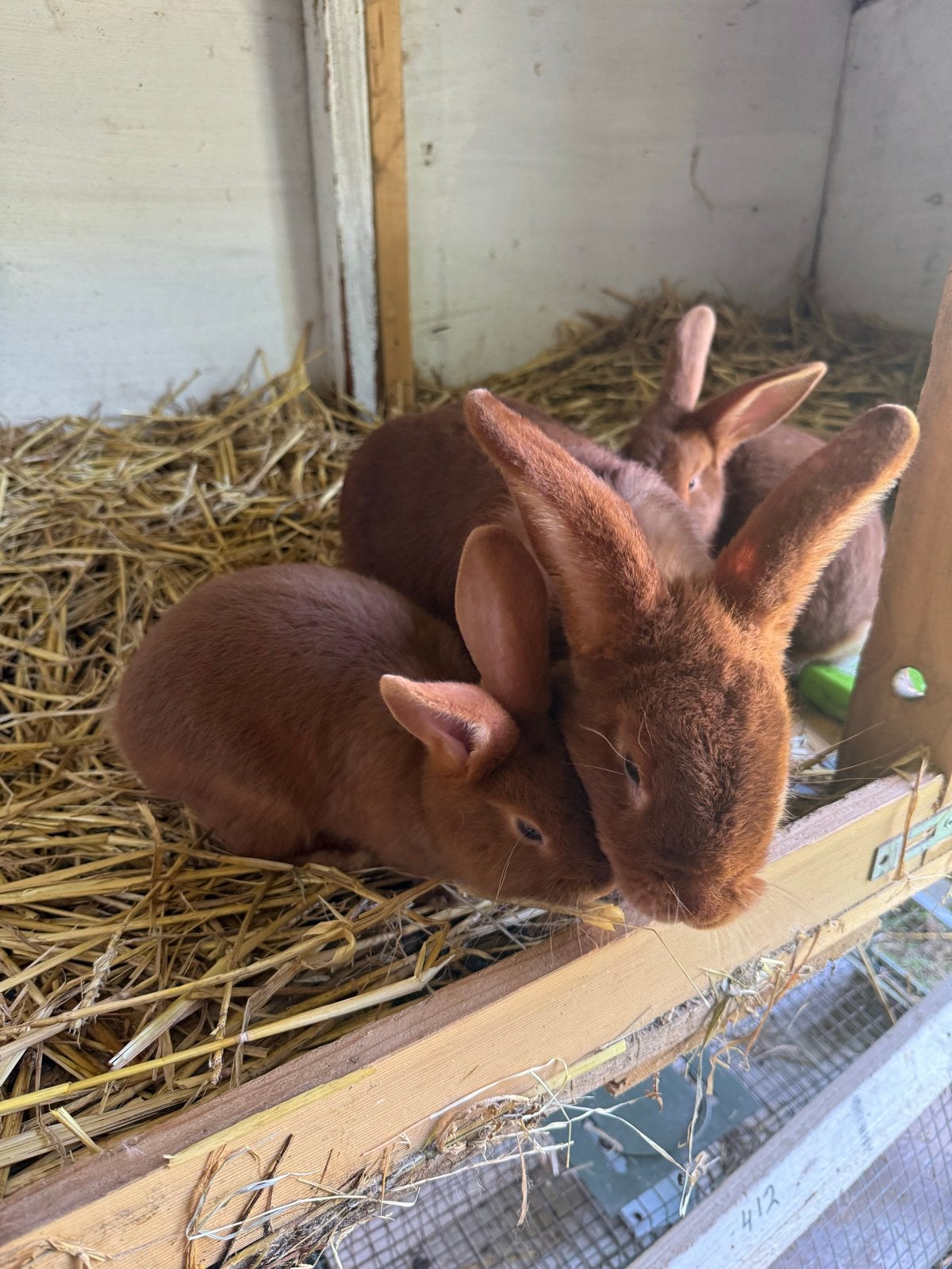 Rode Nieuw-Zeelander konijnen. Jong, Dieren en Toebehoren, Knaagdieren, Mei, Meerdere dieren, Overige typen