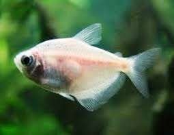 Rouwtetra Gold, Dieren en Toebehoren, Vissen | Aquariumvissen, Vis, Zoetwatervis, Schoolvis