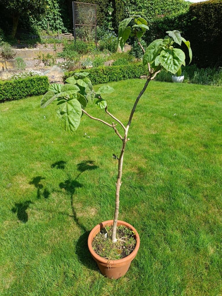 Paulownia Tomentosa (Keizerinneboom) - 126 cm, potgekweekt, Overige soorten, Lente, 100 tot 250 cm, Ophalen