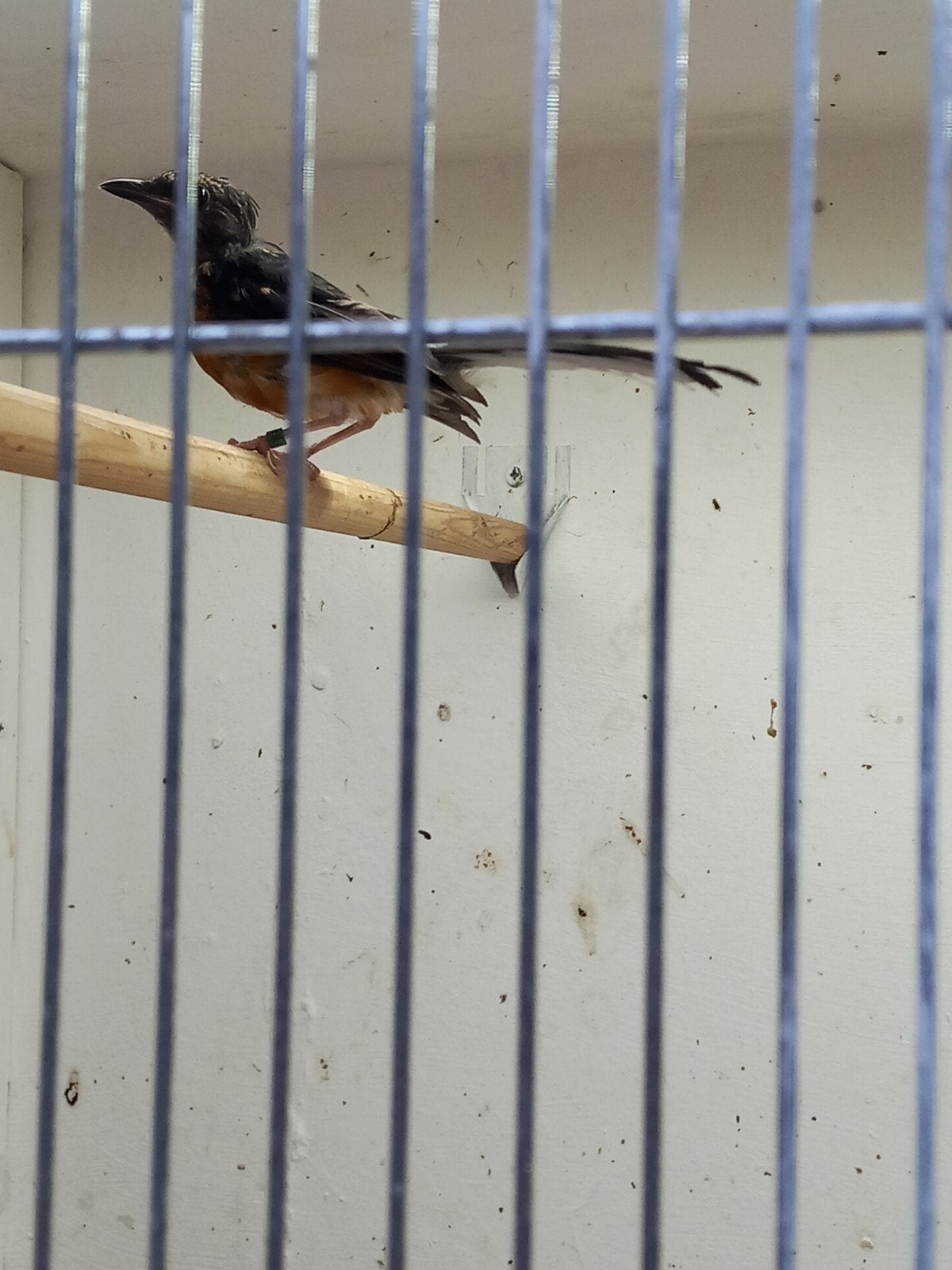 schamalijster, Dieren en Toebehoren, Mannelijk