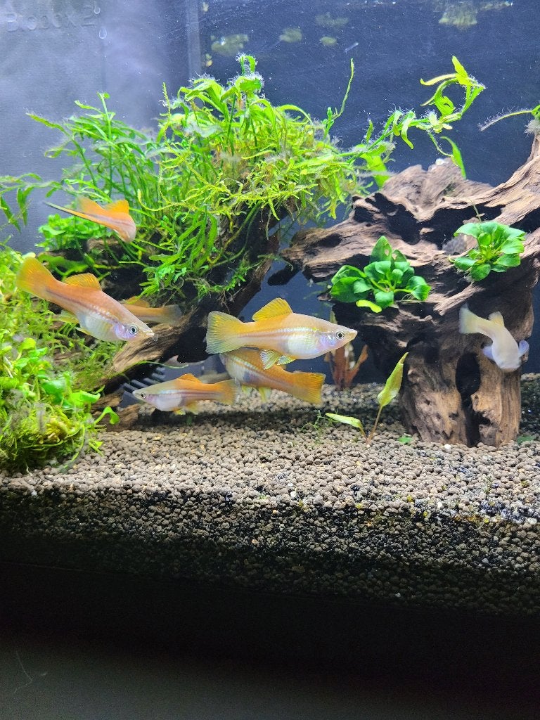 zwaarddragers, Vis, Zoetwatervis, Schoolvis