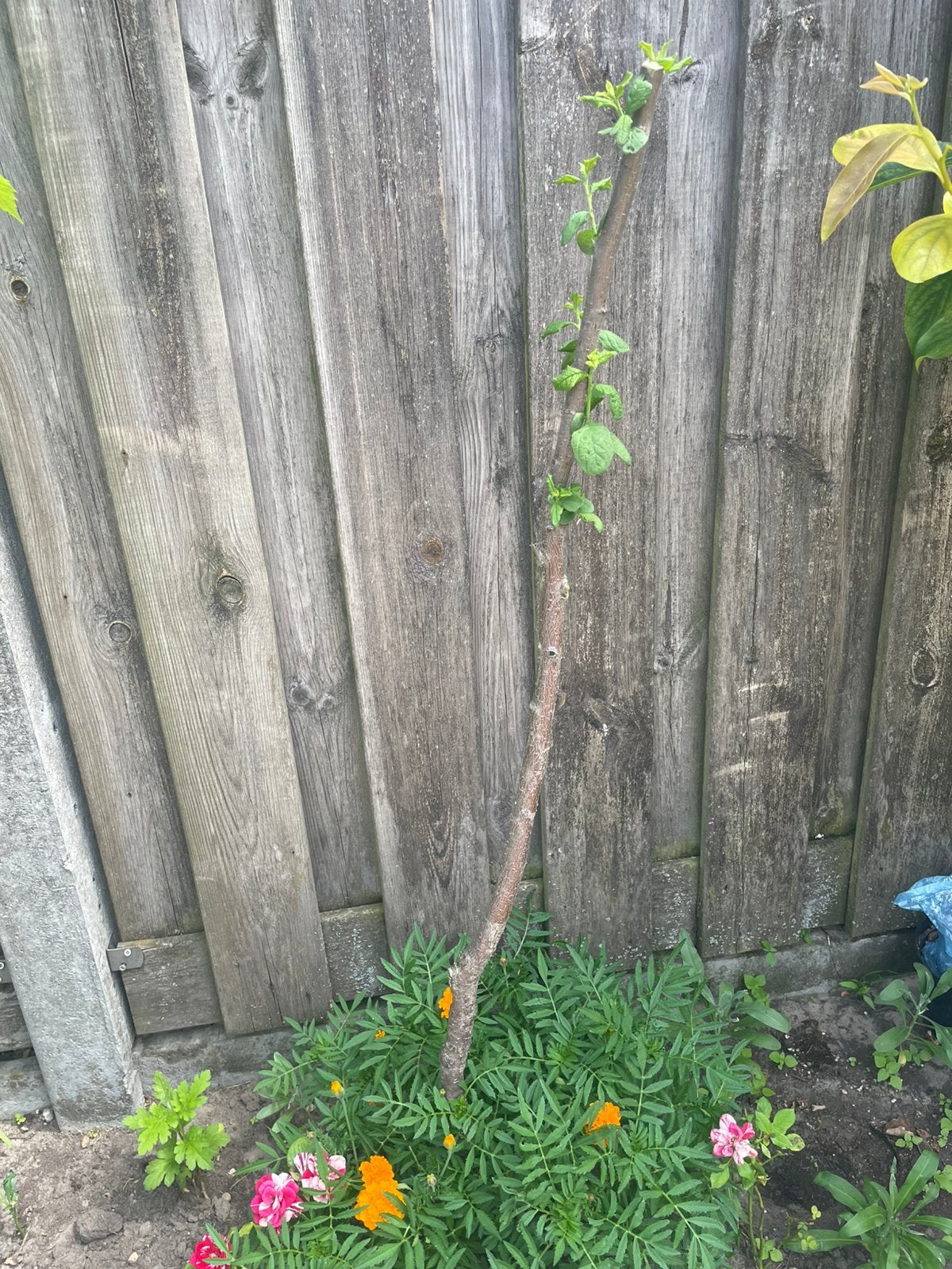Pruimen boom, Ophalen, Overige soorten, Zomer