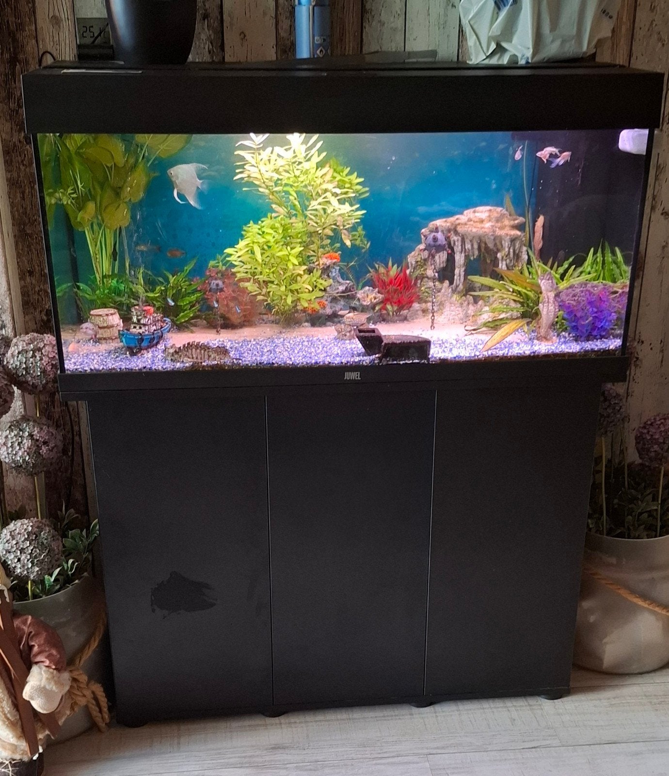 aquarium Rio led 180, Ophalen, Inclusief vissen, Juwel, Gevuld zoetwateraquarium